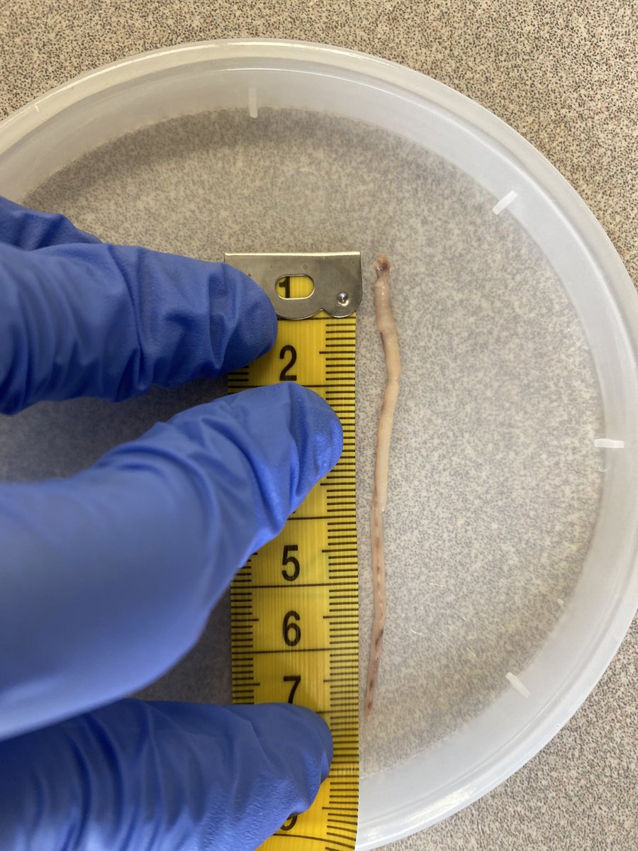Jenna Noel Palmisano (@palmisanonoel) on Twitter photo today I am extracting DNA from a large female Ro that was removed from the lung of a captive garter snake that died… the pet trade likely has a great influence on the spread of this invasive snake parasite. though morphology is consistent w Ro, I will confirm ID molecularly. today I am extracting DNA from a large female Ro that was removed from the lung of a captive garter snake that died… the pet trade likely has a great influence on the spread of this invasive snake parasite. though morphology is consistent w Ro, I will confirm ID molecularly.