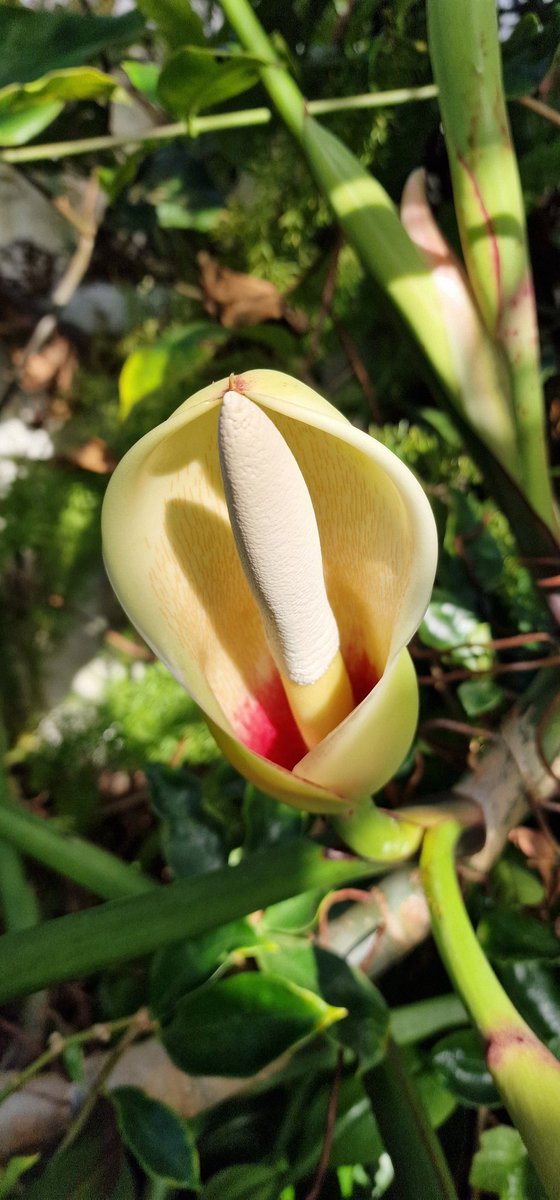 LivTropicals's tweet image. A day of sunshine and the greenhouses come to life @LivTropicals Strelizia reginae(Bird of Paradise) looks like he's laughing.