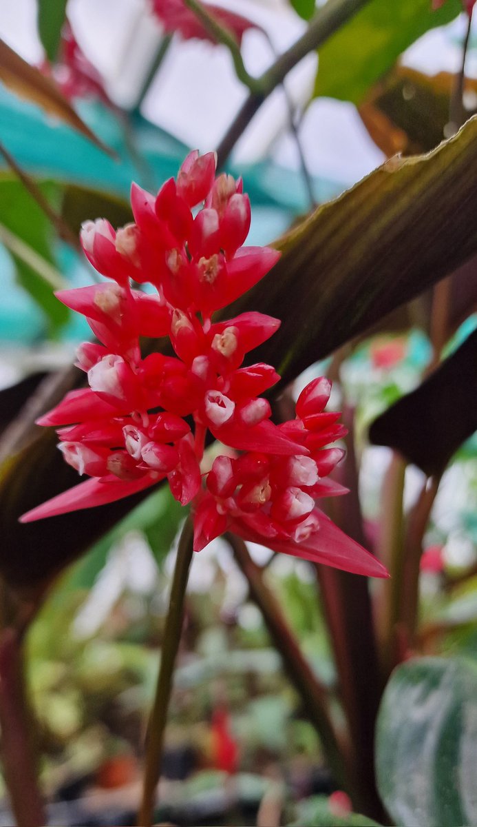 LivTropicals's tweet image. A day of sunshine and the greenhouses come to life @LivTropicals Strelizia reginae(Bird of Paradise) looks like he's laughing.