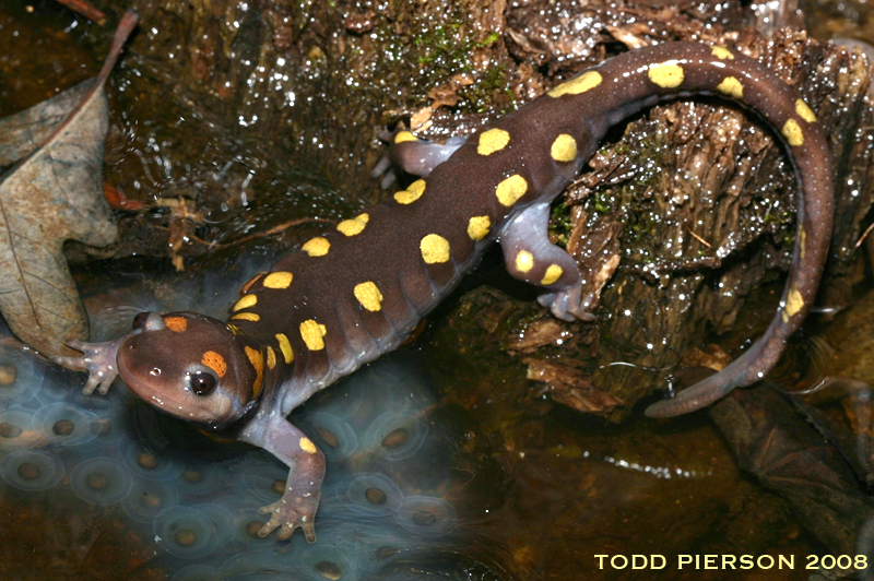 Looking to move? 

Amphibians are generally small and dry out easily, but they often move more than expected. 

Davis et al 2023 used extensive modeling and 6 years of mark recapture data to understand how and when salamanders move between ponds.

amphibiaweb.org