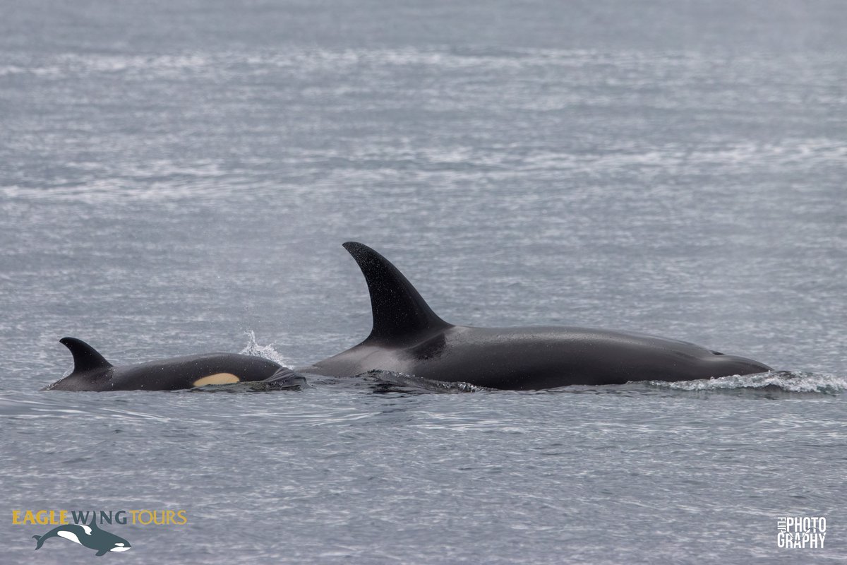 ThePWWA's tweet photo. Oh baby! Yesterday, Bigg's killer whale T046B "Raksha" (born 1988) was spotted swimming with a new calf. If confirmed by researchers, this will be her SEVENTH! 😲
📷: Tomis Filipovic, @eaglewingtours
#biggskillerwhales #biggsarethebalance #springwhalewatching #salishsea #pwwa https://t.co/j1m2NtKfsQ