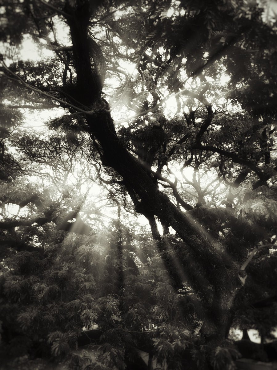 ShebinSam13's tweet image. The light Ray's

#photography #mobilephotography #blackandwhitephotography