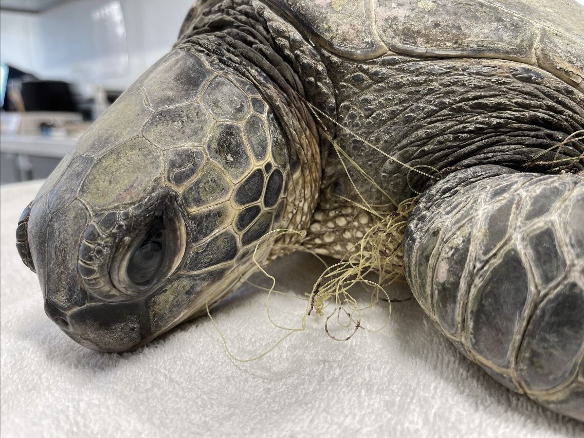 Urgent: We Need Your Help to Save Sea Turtles - mailchi.mp/c2cd2d6d9282/u…