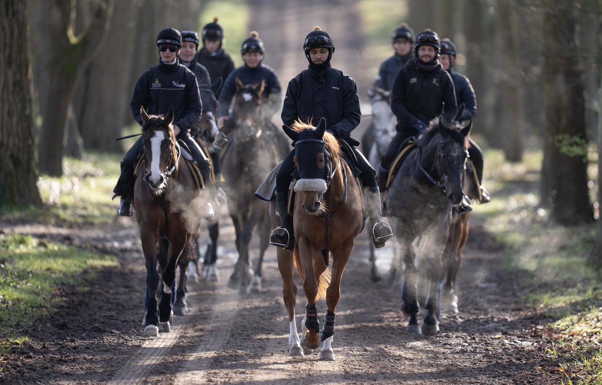 edward_whitaker's tweet photo. Leading British 2000 Guineas hope, theJuddmonte owned Chaldean ridden by Curt Platjaes exercised at trainer Andrew Balding’s Park House Stales in Kingsclere on Monday 3rd April 2023  #chaldean #2000guineas #sonya1 #gmaster @racingpost @JuddmonteFarms https://t.co/XMX2XITeMC