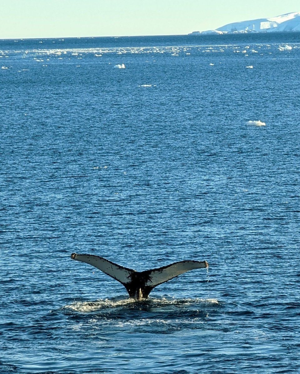 Scramlette1's tweet photo. After just over 4 days of travelling we had reached Antarctica, where we were greeted by a pod of whales and an amazing sunrise. You can read my latest blog here https://t.co/ai0VZ9M8XV
 #antarctica #explore #travel #whales https://t.co/9fyCahP1JG