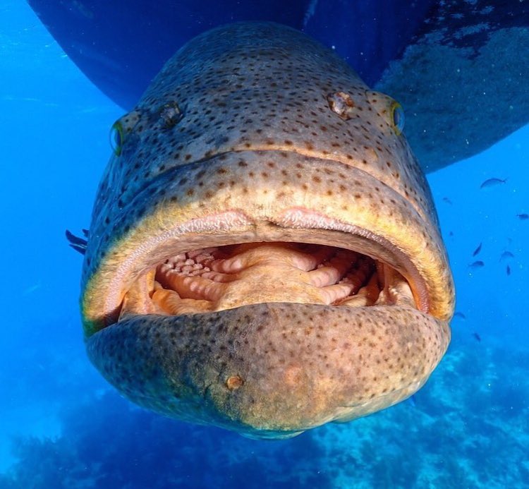 Weird Animals on Twitter: "The face of an Atlantic Goliath grouper
