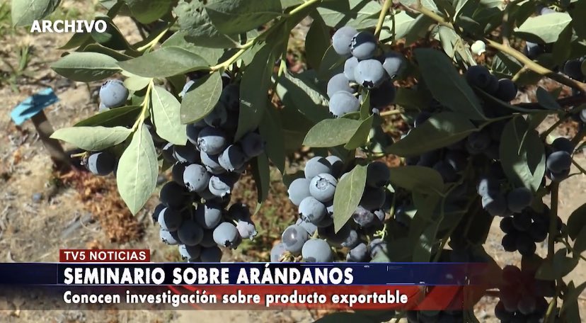 📌Nota de <a href="/LinaresTv5/">@Canal5Linares</a> sobre nueva publicación de #arándanos que presentó <a href="/iniachile/">INIA Chile</a> en #RegiónDelMaule 

El texto es resultado del trabajo conjunto entre <a href="/iniaLaPlatina/">INIALaPlatina</a> <a href="/inia_carillanca/">iniacarillanca</a> además de <a href="/Corfo/">Corfo</a> y sector privado @SIMFRUITdeASOEX <a href="/UdecAgronomia/">Facultad de Agronomía UdeC</a> 

📲 youtu.be/ke9C8yxyFqA