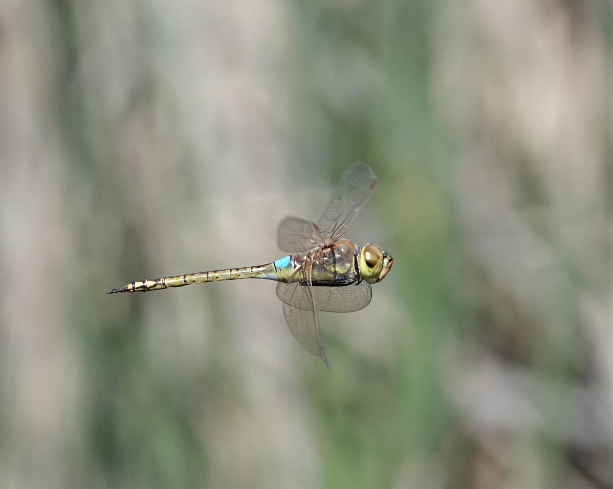 The Vagrant Emperor (Anax ephippiger) arrival into Spain this year has been extraordinary. I find them compelling to watch and photograph. This is from Alcollarín Reservoir from yesterday. #dragonfly #extremadura #naturetours