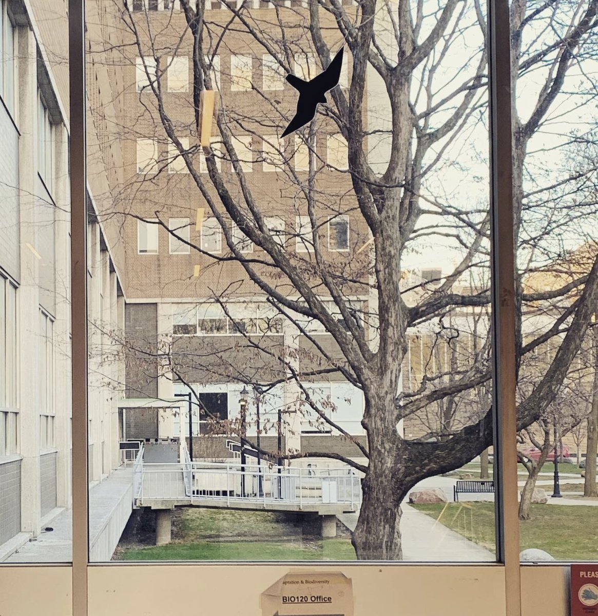 birdsafeuoft tweet media