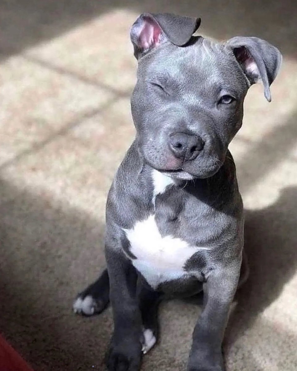 - Seu cachorro morde?
- Não, ele seduz