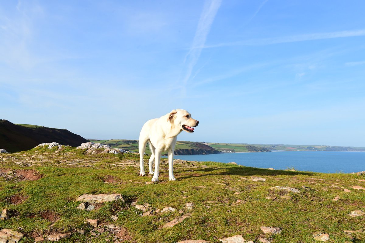 Visit South Devon tweet media