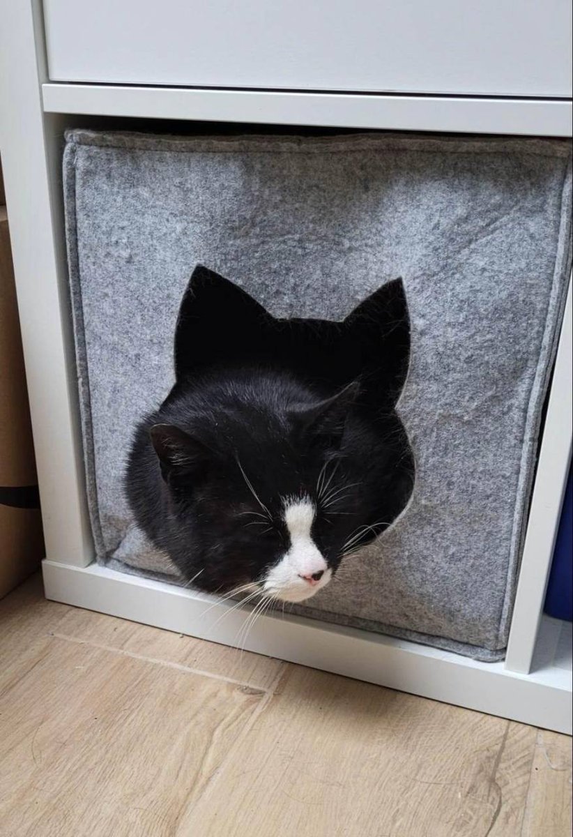 Filiżanka on Twitter: \" ️Официальная инфа по Гацеку от организации по ...