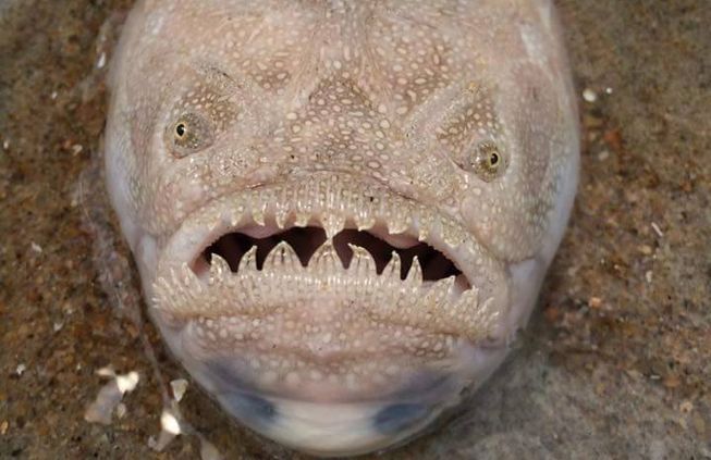 Weird Animals tweet media