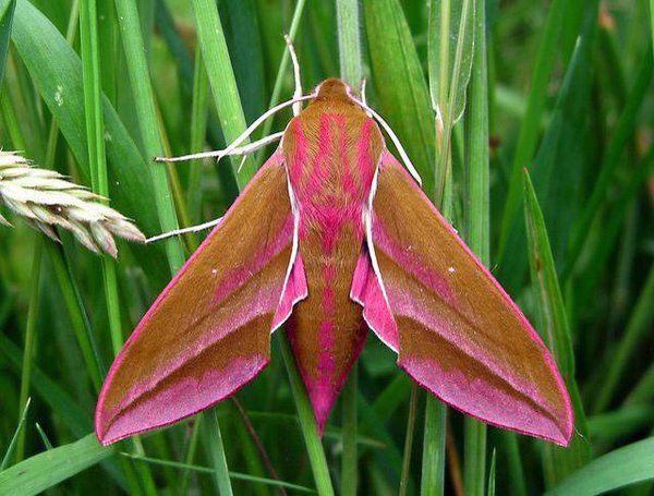 RT @Weird_AnimaIs: The beautiful elephant hawk moth.

(Photo GrahamC57) https://t.co/WuwFXVm0QO