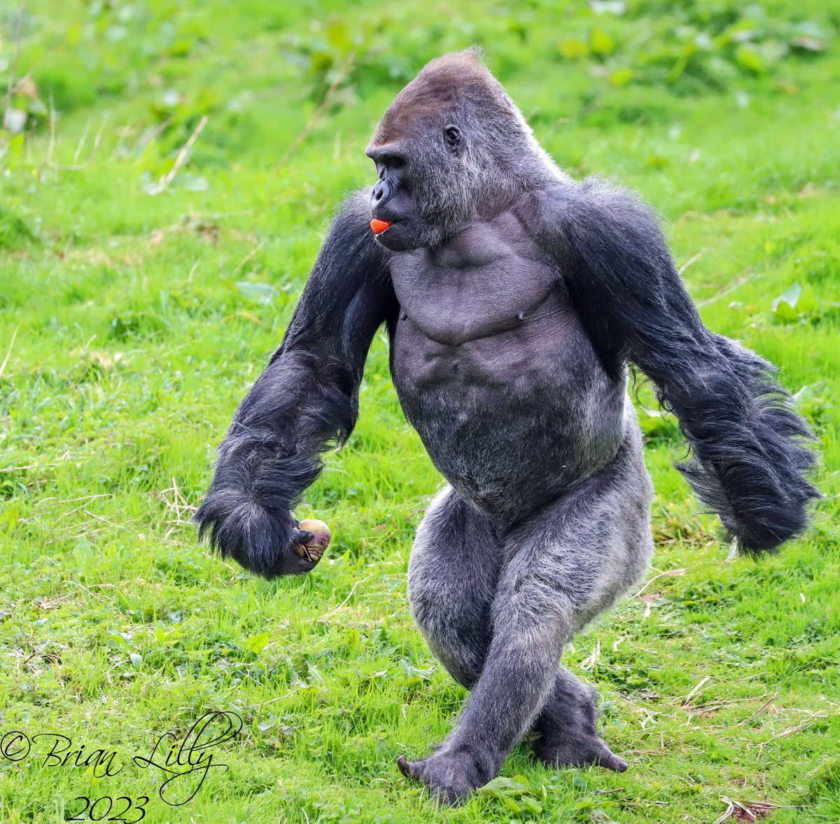 brglilly's tweet image. Kiondo walking &apos;side-step&apos; style @PaigntonZoo #gorilla  #bipedal