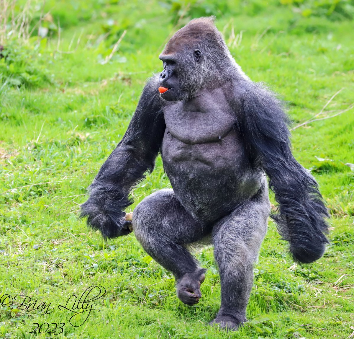 brglilly's tweet image. Kiondo walking &apos;side-step&apos; style @PaigntonZoo #gorilla  #bipedal