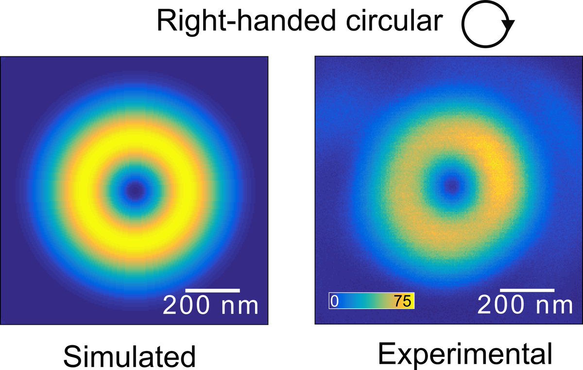 We compare our experimental PSFs with simulated toroidal foci in different conditions using PyFocus, a Python package to perform vectorial calculations of focused electromagnetic fields.  

twitter.com/FerStefaniLab/…