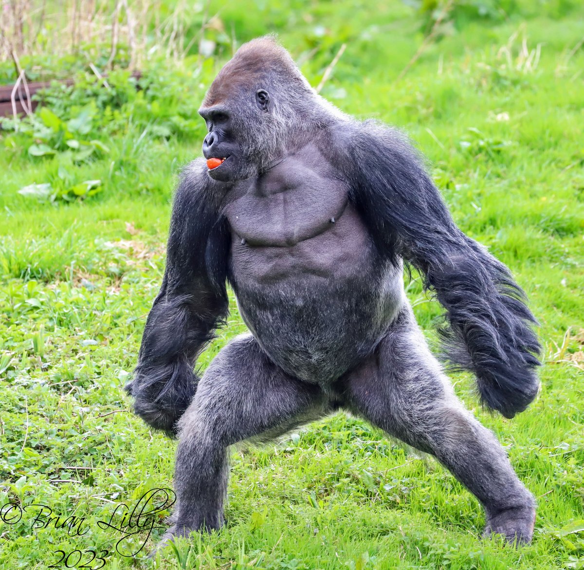 brglilly's tweet image. Kiondo walking &apos;side-step&apos; style @PaigntonZoo #gorilla  #bipedal