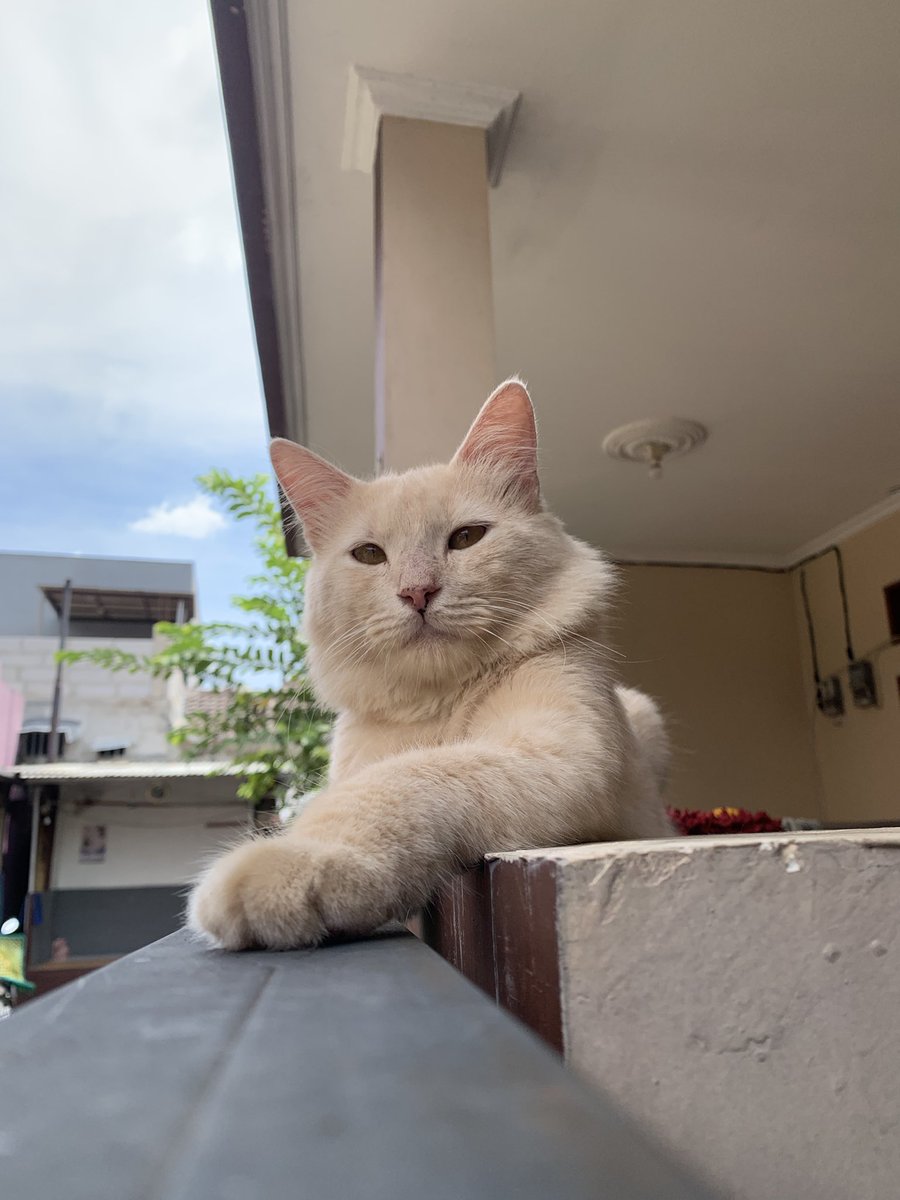 Maafin aku ya ciko😭