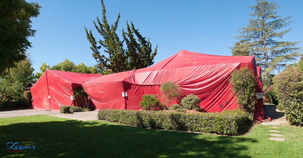 LegacyPestUT's tweet photo. If you're experiencing an extreme pest infestation, a fumigation tent may be necessary. Find out how it can be useful.
https://t.co/bTxOnKROuM https://t.co/BqA9wxBhaf