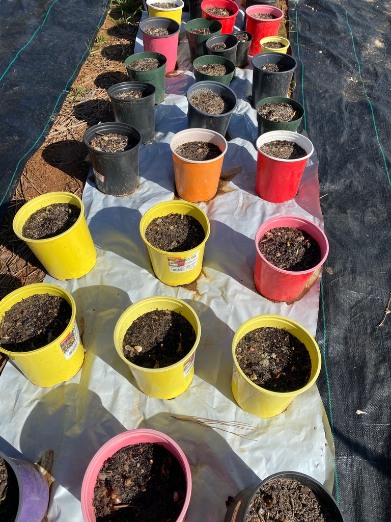 TuskegeeHoney's tweet image. I'm getting my hands dirty at the farm today! Planting 1000 tulips  🐝 #apiarylife #beehivelove #behindthescenes