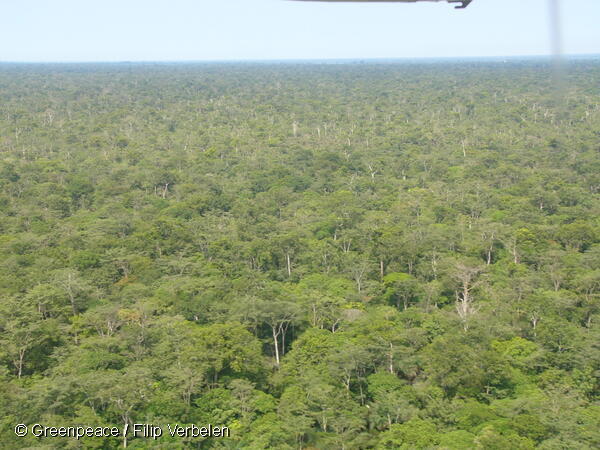GreenpeaceAfrik's tweet photo. BREAKING 🚨

Selon les chercheurs de l’UGent, la forêt tropicale du Congo est maintenant le premier poumon de la planète. Donc, si on la protégeait à 70%, on doit maintenant la protéger à plus de 100%

Allez-y 👉 https://t.co/JQIGjaxO3x https://t.co/HCo7ZQXUle
