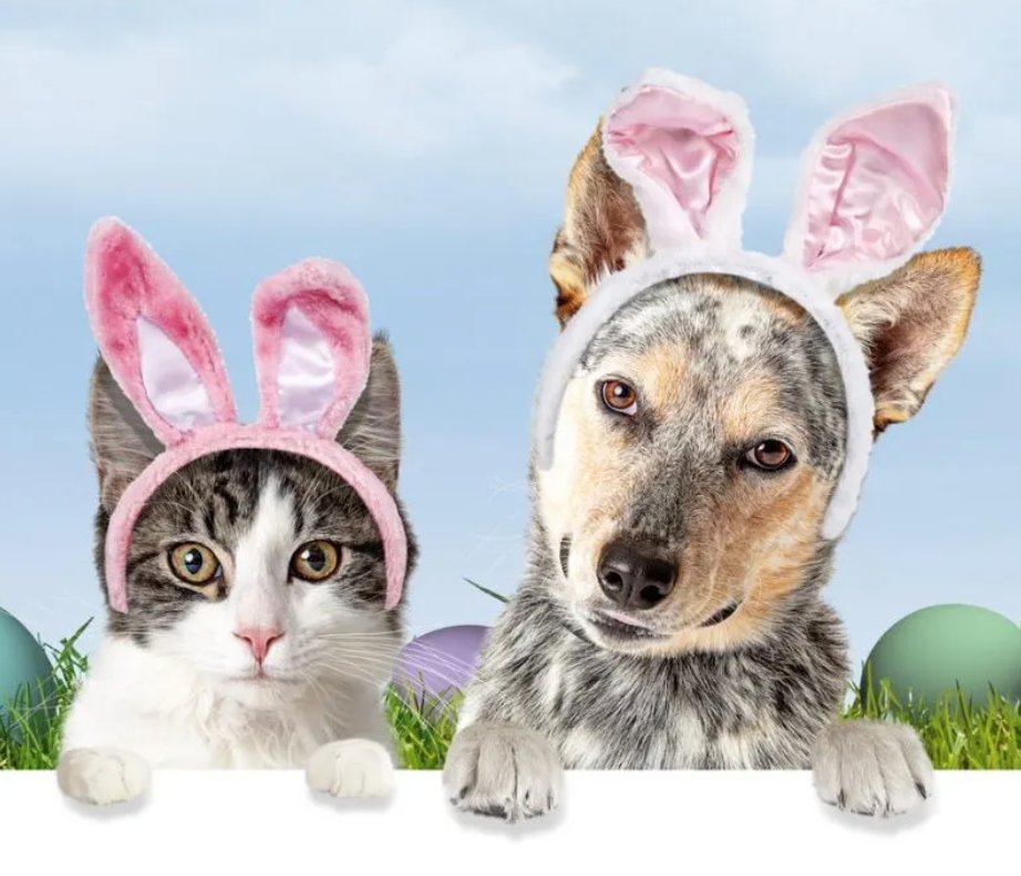 Easter is almost here! Join us Saturday, April 8 from 10 am - 1 pm for Pet Photos with the Easter Bunny. For $20, you can pose with your own pets or a shelter pet! Registration is not required. We’re so egg-cited and hop to see you at the Palo Alto shelter on Saturday!