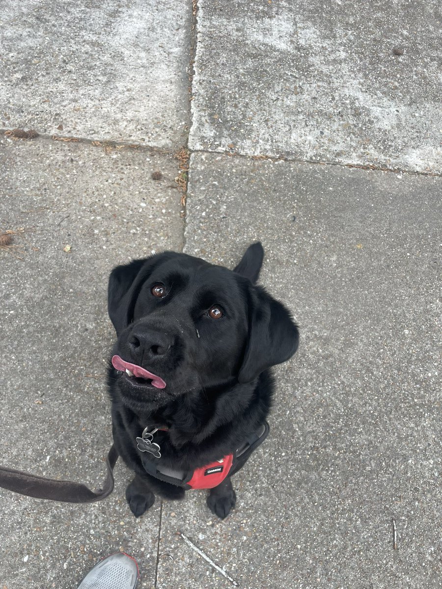 OrtizKicks's tweet image. Cleanse tour timeline with a beautiful picture of Ace. She’s ready for her run.