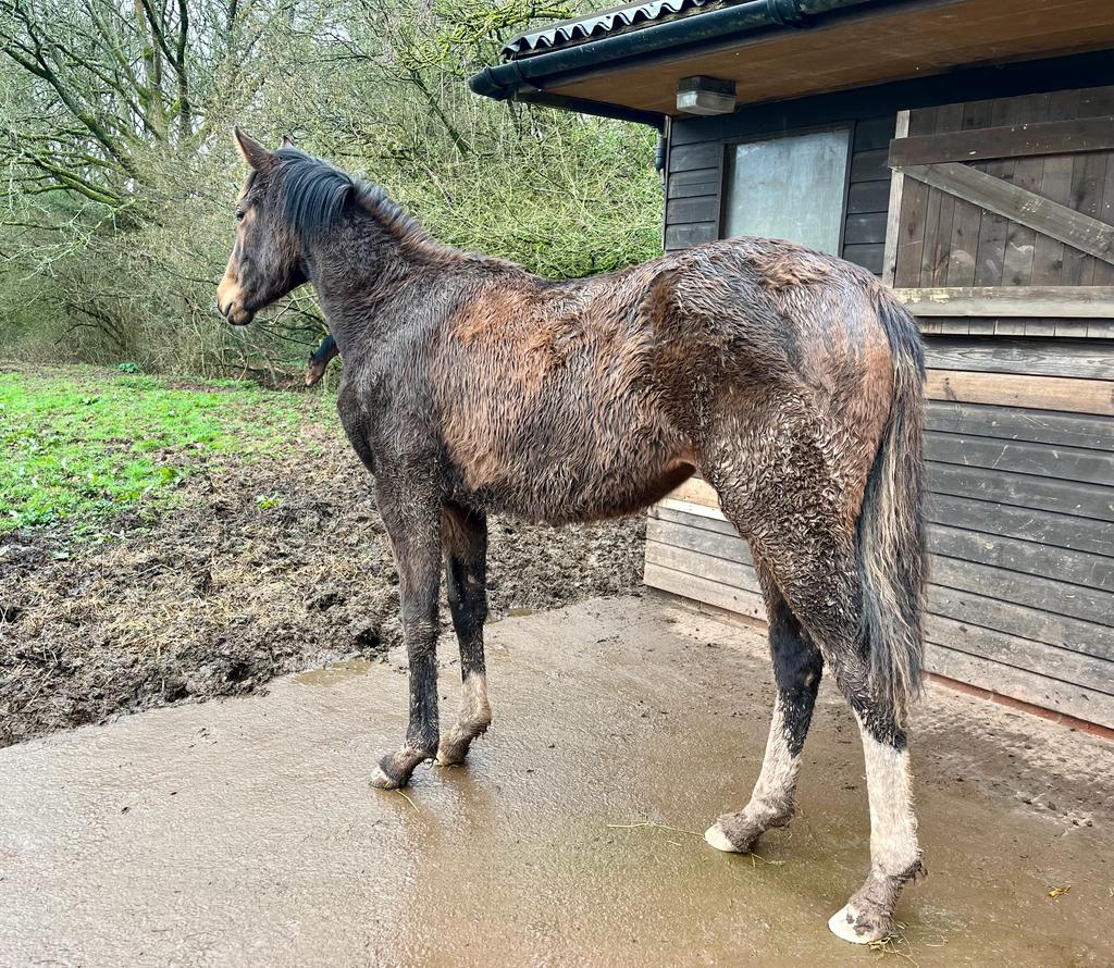 TwentyEightGuns's tweet photo. My mum's going to kill me 🙈 Luckily it's bath night 🐴😅 #muddy https://t.co/tyUrAN1Nxg