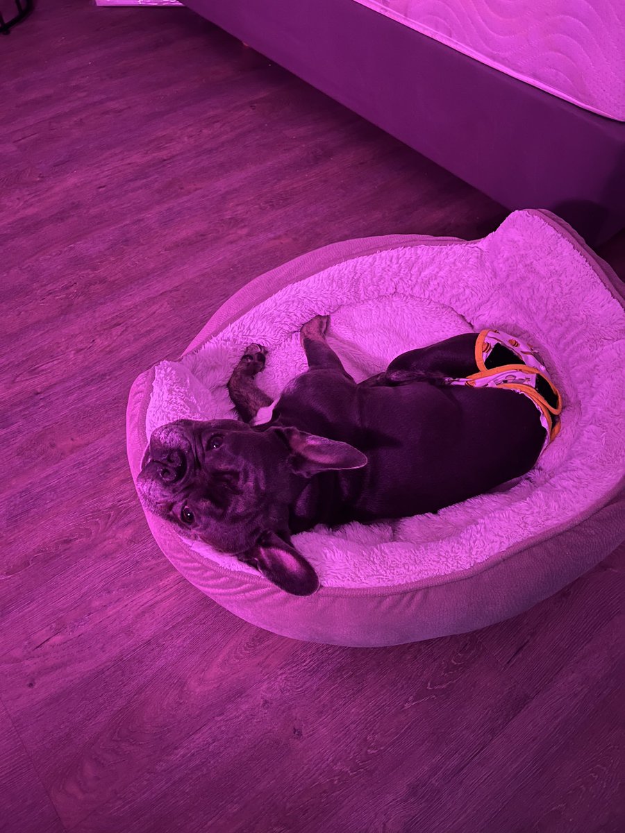 Hay_den3's tweet photo. Everyone, meet my new foster dog Ollie❤️ I’ll be his halfway home until his forever people come along.😊 He will be making plenty of guest appearances in the stream https://t.co/Hl2OopjXR7