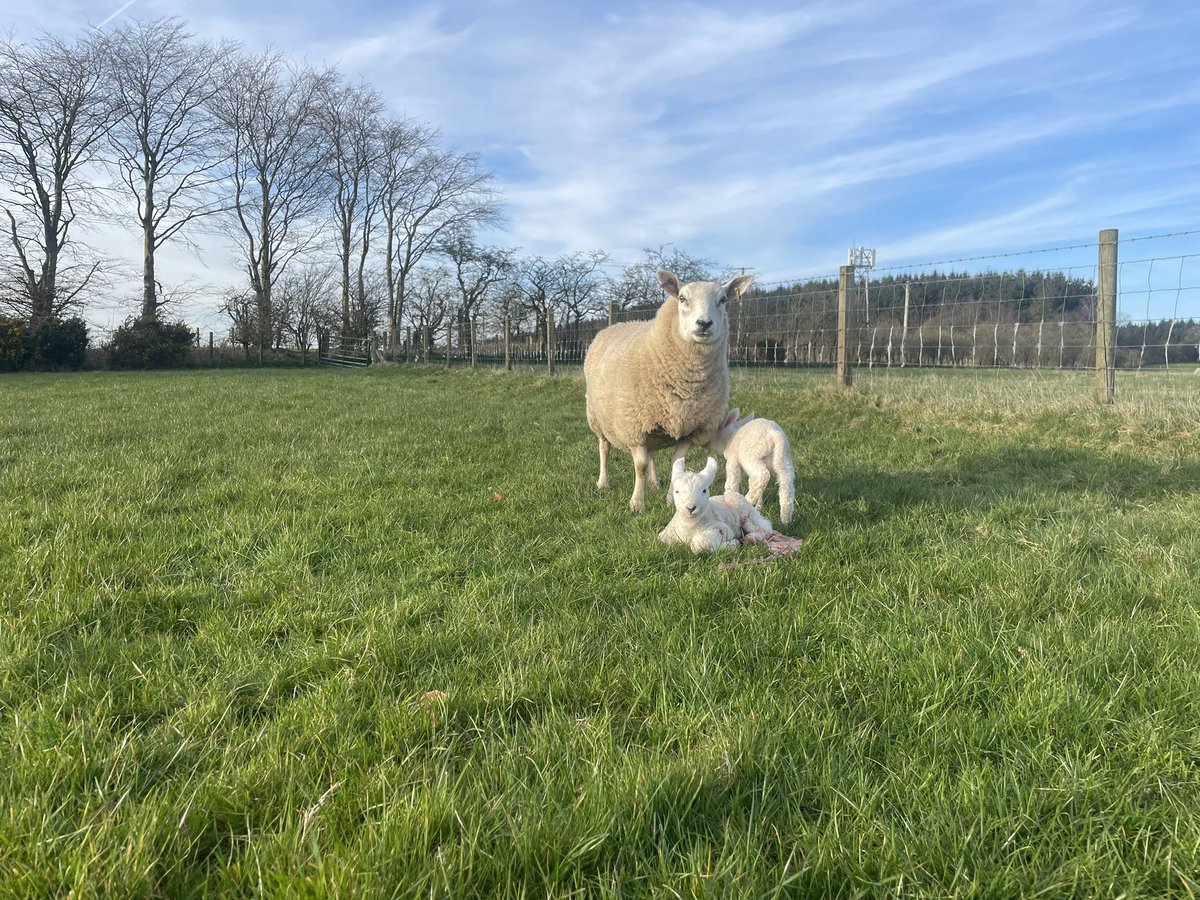 Stuart Graham tweet media