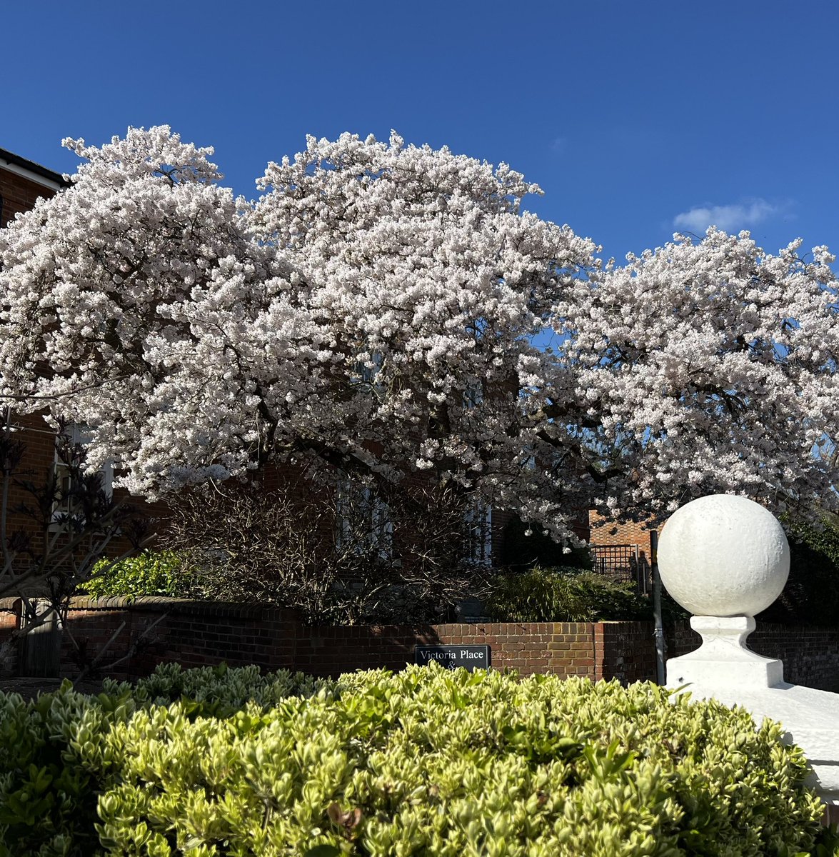WMNature's tweet image. What stunning blossom @west_malling