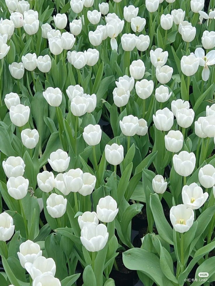 white tulips.