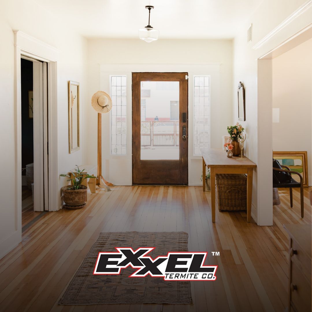 Inside your home should be a safe space to relax and away from termites. 
Call us today to see what your options are (866)-787-6483! 🏠🦟🚫
#exxeltermite #termite #termitecontrol #fumigation #repairs #termiteinspection #freeinspection #elliethetermite #orangecounty #lacounty
