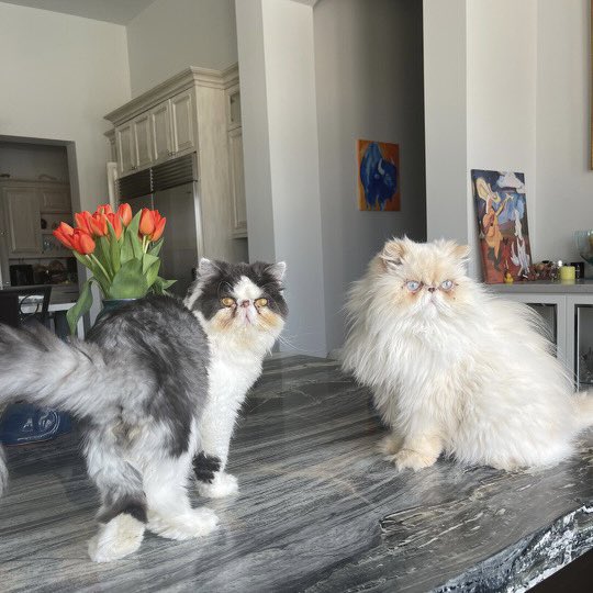TheodoreSeries's tweet photo. “Take your cameras out, get your flash right.. ” #sexyfloof #sexyfloofness #omgthefloof #sofluffy #catsofinstagram https://t.co/O8Bof5c0VW