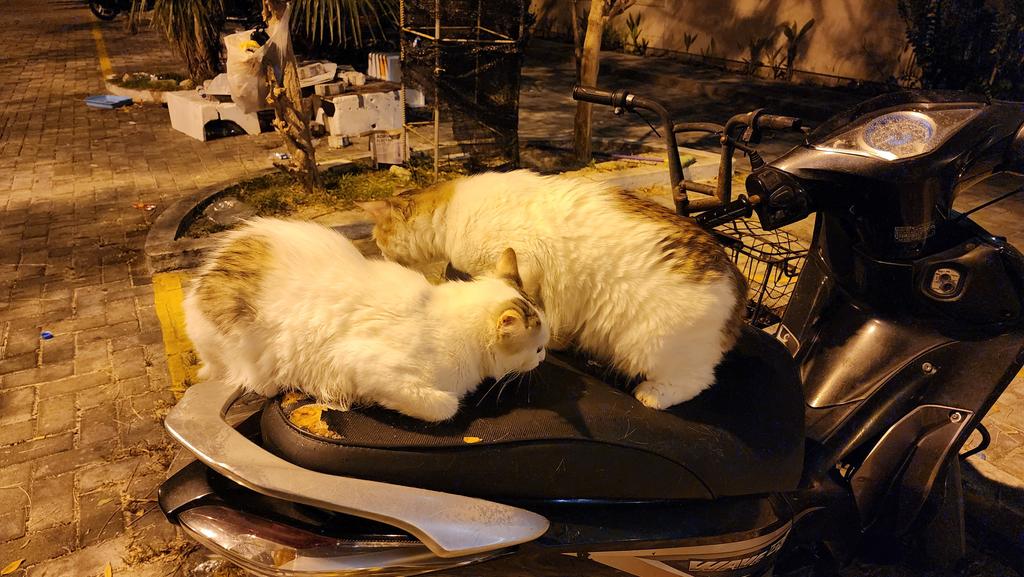 Nisa Latheef (@nisalatheef) on Twitter photo Day before yesterday I saw these well fed well groomed big kitties abandoned near the Salman mosque, probably just that night, varah rapid heart beat, now where is the cat sanctuary that was promised <a href="/MMuizzu/">Dr Mohamed Muizzu</a> ? Day before yesterday I saw these well fed well groomed big kitties abandoned near the Salman mosque, probably just that night, varah rapid heart beat, now where is the cat sanctuary that was promised <a href="/MMuizzu/">Dr Mohamed Muizzu</a> ?