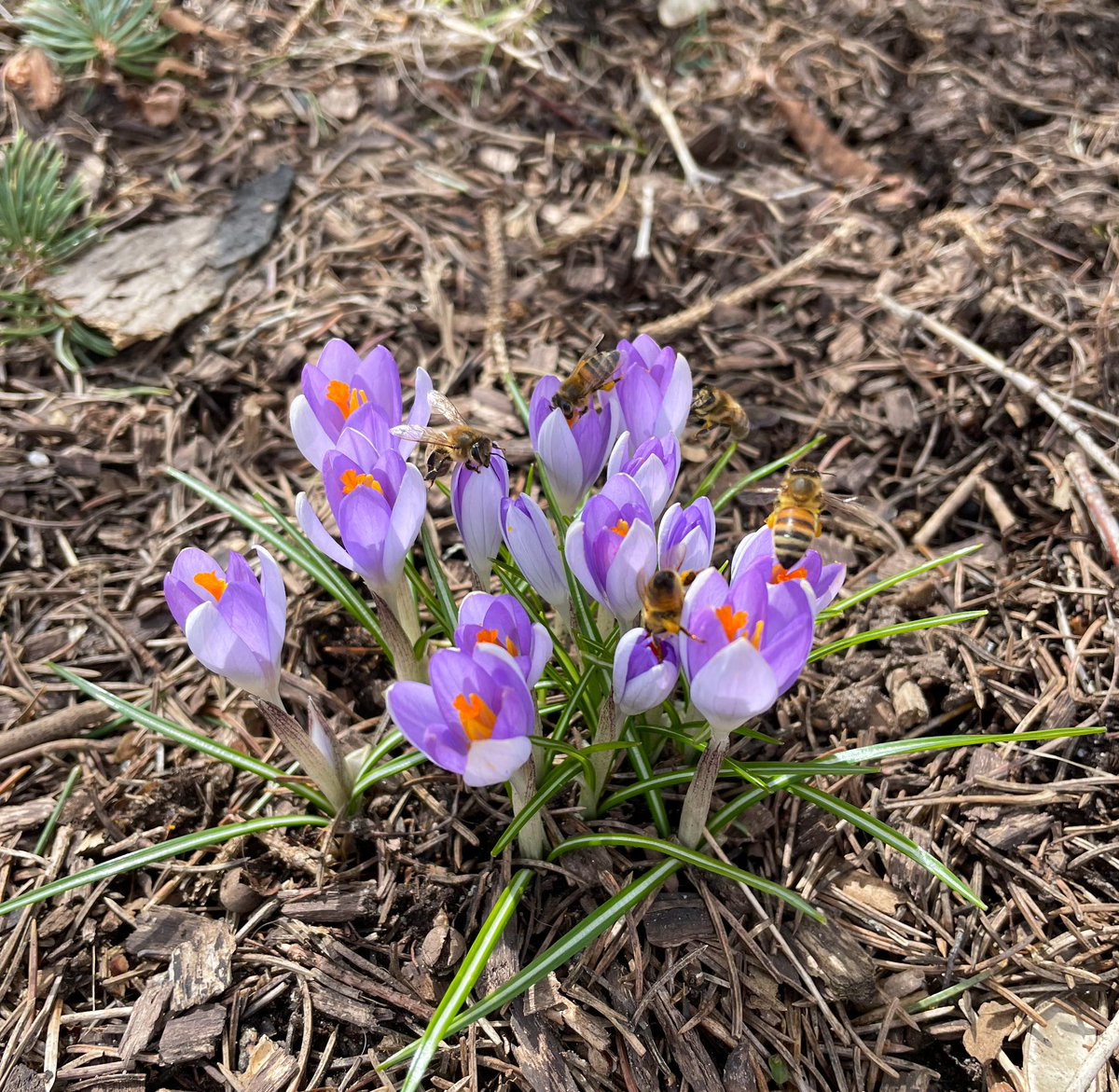 AsterixMonck's tweet photo. It’s #spring @weathernetwork https://t.co/rRLVawWsUW