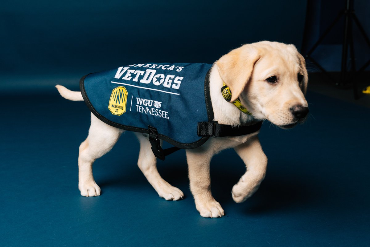 Meet Cash! 

Cash will undergo basic training and socialization with the club for the next 14-16 months. He'll attend community events and select home matches to expose him to various environments that will help mold him into a confident and calm future service dog.