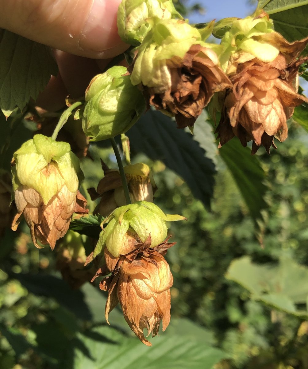 .<a href="/michiganstateu/">MSU</a> plant pathologists <a href="/Tmiles_MSU/">Timothy Miles</a> and Mary Hausbeck are working with hops growers to manage destructive diseases, including downy mildew and halo blight.
canr.msu.edu/news/msu-resea…