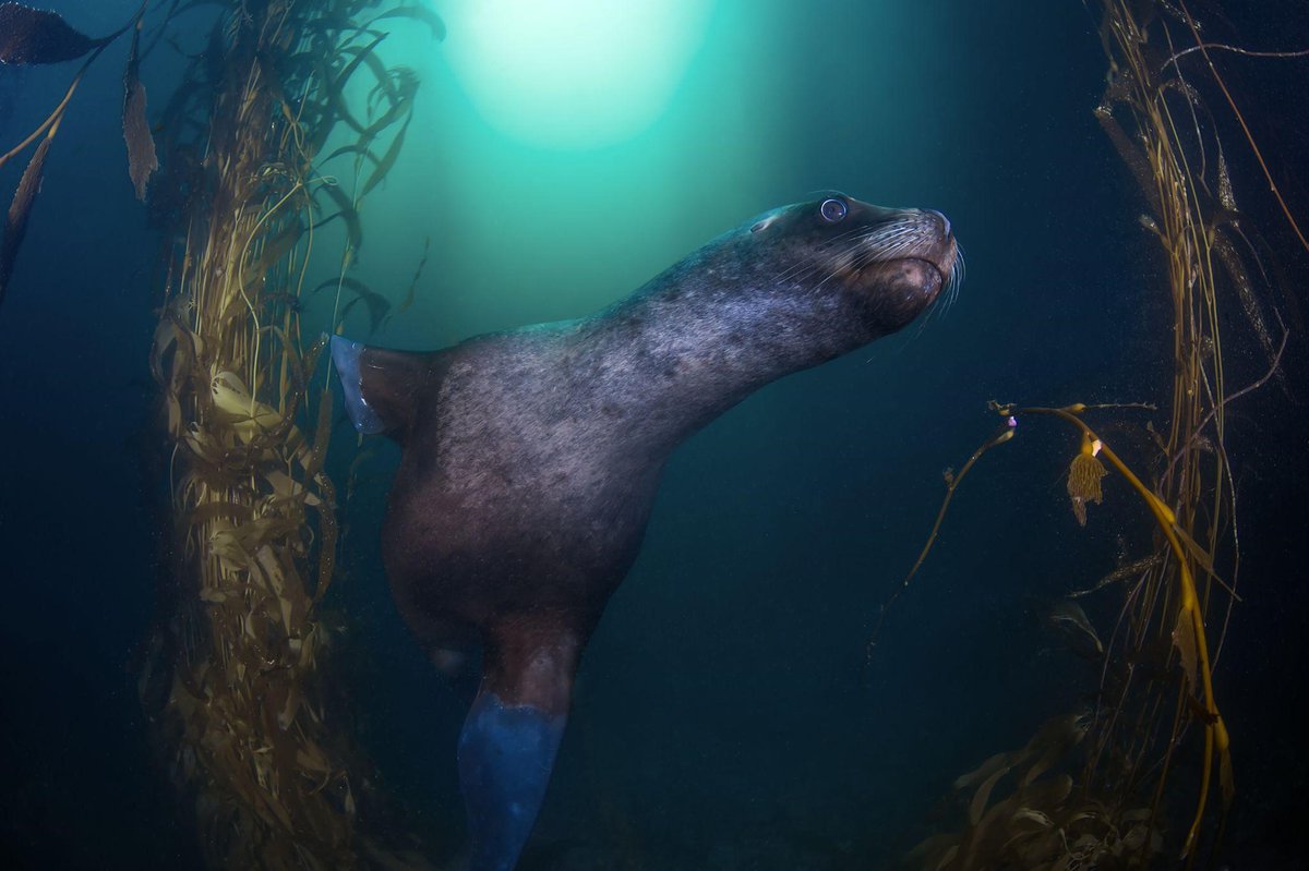 SAERI_FI's tweet photo. @bax_dr @Ewan_Tregarot 🌊🌿🐠 Join us in exploring the biodiversity of these marine ecosystems &amp; learn how eDNA technology could find hidden species 🪸 Read more at #SouthernCurrents - https://t.co/7n31jYcPpD 
📷Image © @Ewan_Tregarot 
@EllermanUK @shallow_marine @NatureMetrics @eDNAcollab @CMS_UTas https://t.co/UWW4xkSc2P