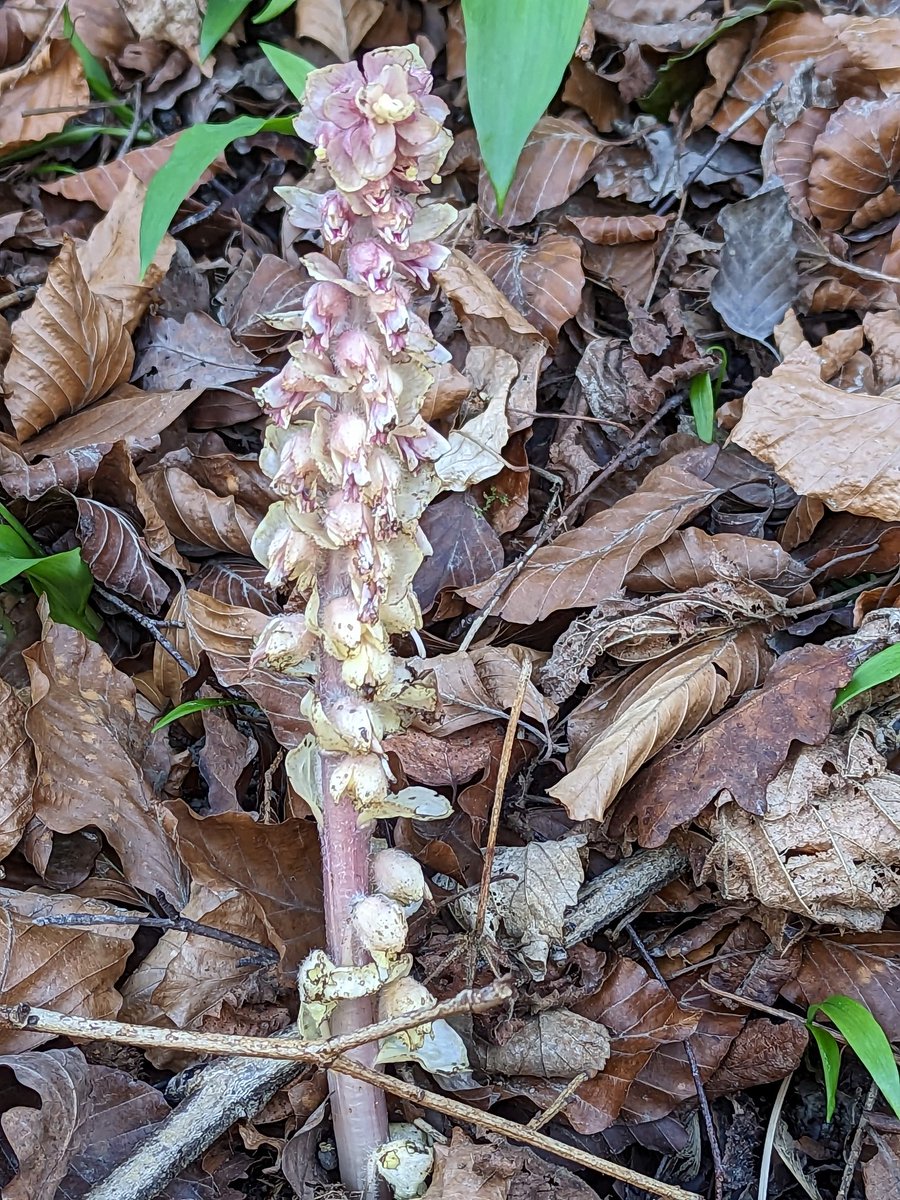 Toothwort,near Ironbridge a parasite of Hazel