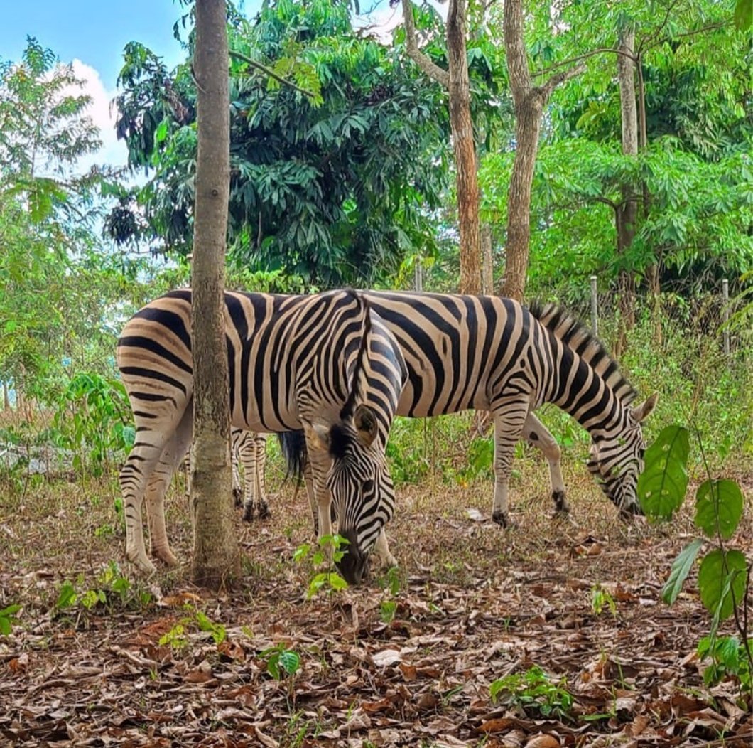 adorableesigh's tweet photo. God bless @rivexcel 
Please when i win $100, i will  celebrate my mama who's a fun loving person on this holiday . On 17th April happens to be her 64th birthday &amp; it be of great honor, happiness &amp; top 1st experience to explore safari valley resort 🇬🇭 🇳🇬 #Rivexcelholidaygiveaway https://t.co/A7nre3wLp9