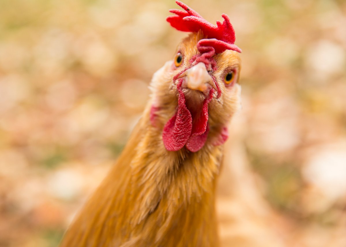 Le MAPAQ souhaite vous informer que depuis avril 2022, 31 élevages de volaille (dont 7 non-commerciaux) ont été trouvés positifs pour l'influenza aviaire hautement pathogène (H5N1). Composez le 1 844 ANIMAUX pour rejoindre la Centrale de signalement du MAPAQ. #MAPAQ