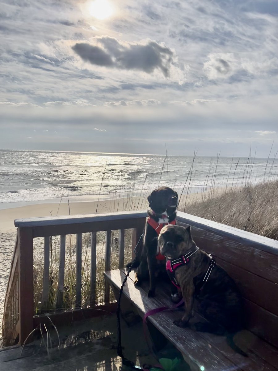 AlexAnimals's tweet photo. Cutie Pie's (formerly Helen) family mentioned they were all going on a beach vacation in March and promised to share Cutie Pie's beach bummin' pictures. 🌊 And boy, they do not disappoint! #happytails #alexalumni #alexanimals #alexandriava #alexandriadogs #novadogs #dmvdogs https://t.co/5w3qCYSLBP