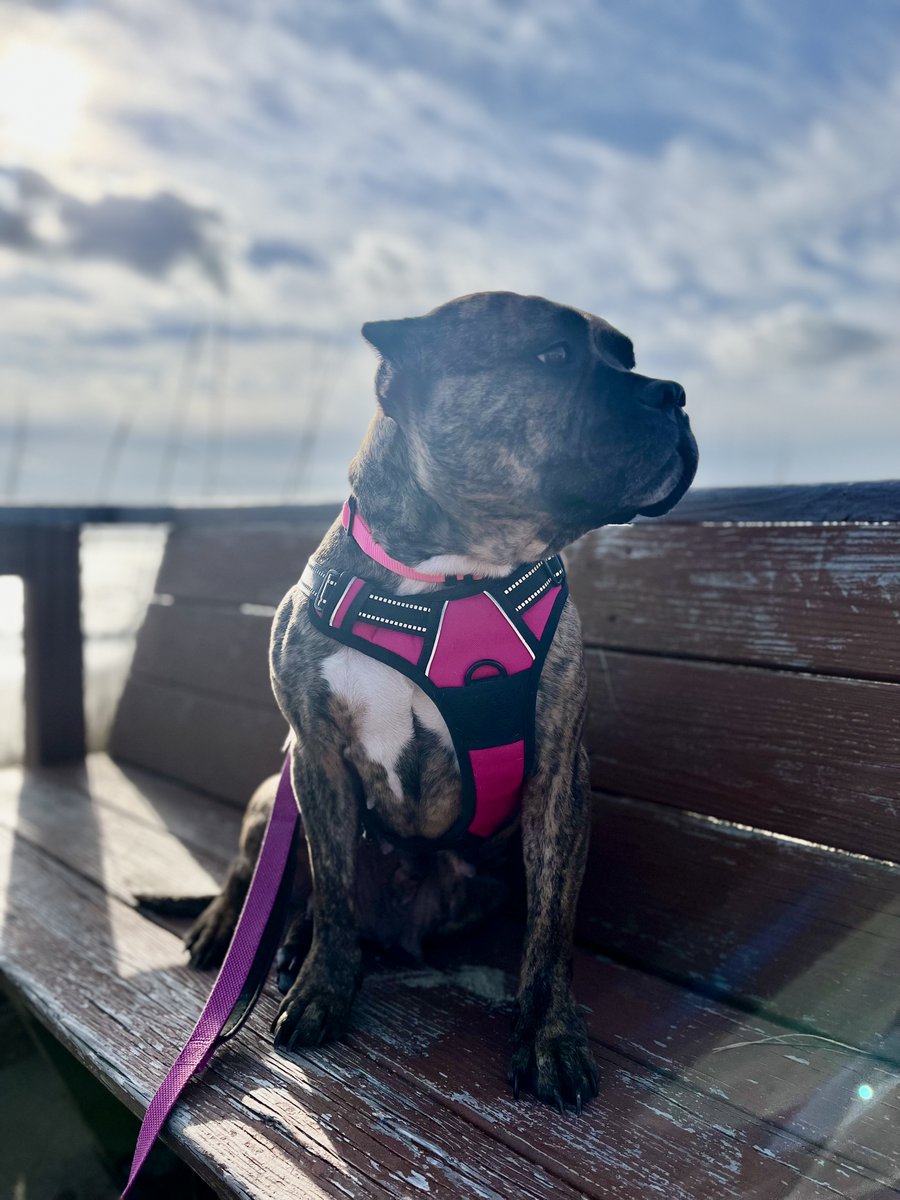AlexAnimals's tweet photo. Cutie Pie's (formerly Helen) family mentioned they were all going on a beach vacation in March and promised to share Cutie Pie's beach bummin' pictures. 🌊 And boy, they do not disappoint! #happytails #alexalumni #alexanimals #alexandriava #alexandriadogs #novadogs #dmvdogs https://t.co/5w3qCYSLBP