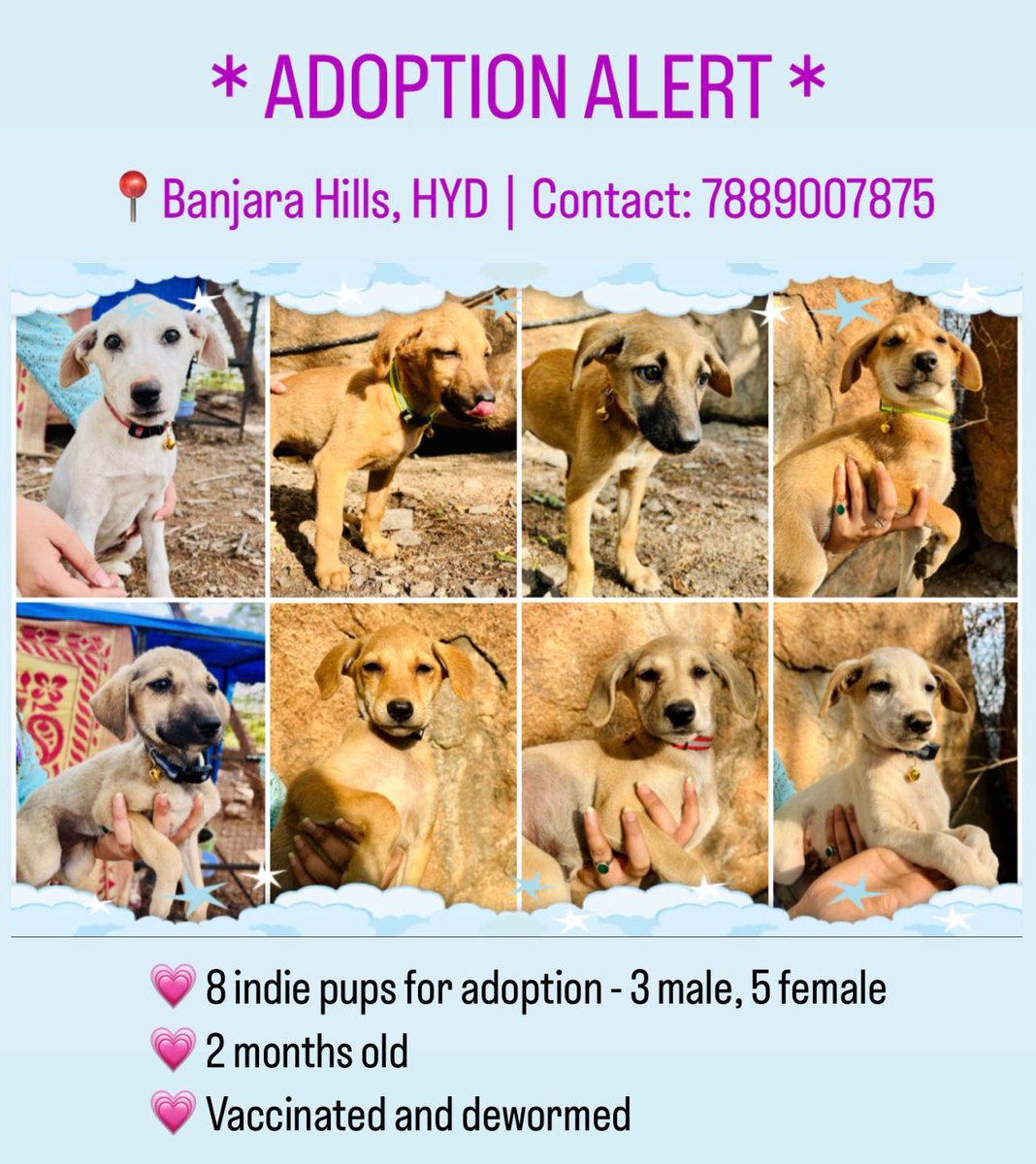 AllForAnimalsF1's tweet photo. *ADOPTION ALERT*

These beautiful puppies are up for adoption. After their mother passed away soon after delivering them, we started taking care of them. They are sweet, cuddly, beautiful and low maintenance indies. Mostly looking for farm adoptions.
Adopt don't shop🙏 https://t.co/tM7HveMdaM