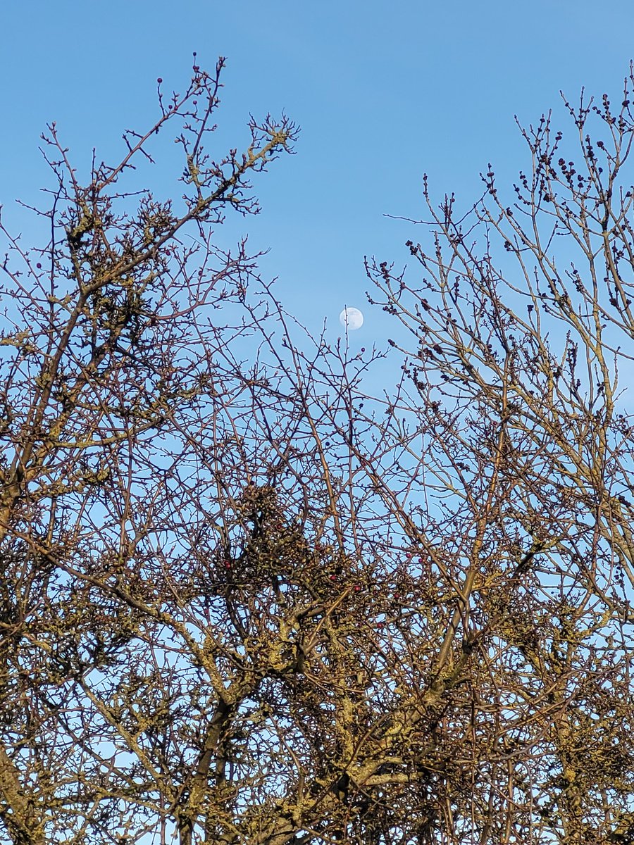 A most beautiful day comes to a close and I find myself flooded with gratitude. For smaller things, like the flowers, the wind &amp; the sea, and bigger ones, like friends and the love &amp; calm in my heart. I feel it so intensely today. And I'm so very grateful. Good night, moon. 😌