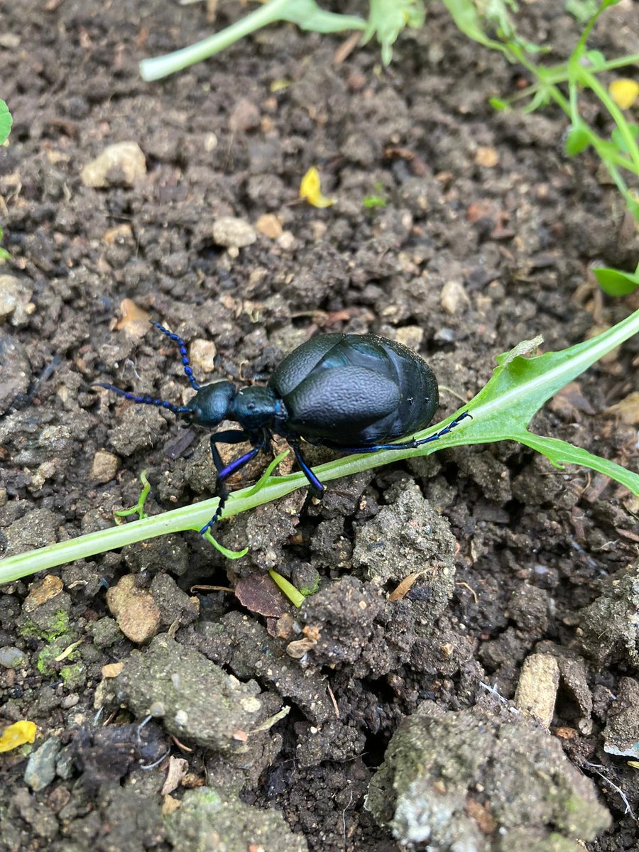 I know this isn't exactly a dung beetle (!) but I wondered if you knew what it was, <a href="/DungBeetleFarms/">Dung Beetles for Farmers</a>?! Hoping it's a biological ally and it'll eat a few slugs whilst it is hanging out in our 7-acre organic walled garden! 🫰🫰🫰 #organicveg #organicvegbox <a href="/soilassociation/">Soil Association</a>