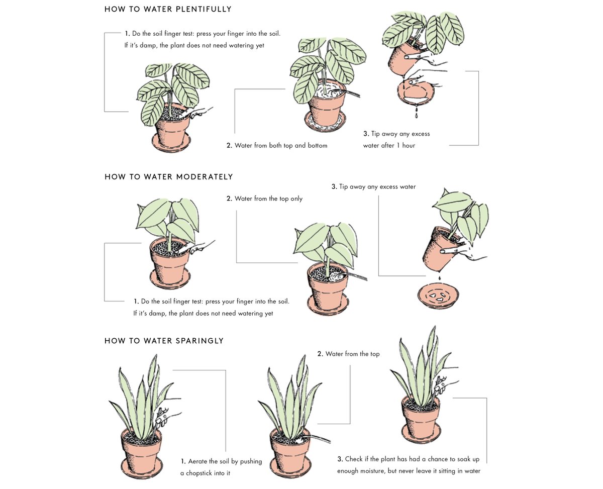 Watering your plants correctly is very important. Here's an image on how to water your plants! #plants #houseplants #houseplantlove #houseplantclub #houseplantcommunity #happyplants #HealthyPlants