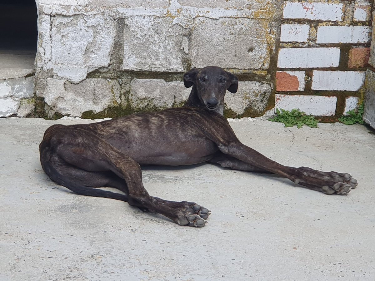 proteSegovia's tweet photo. Historia de Odín -> https://t.co/fdlWgtIz9r
#Adoptad #Difunde #Cambiavidas #galgo #adoptaungalgo #noalacaza #adoptadog #dog https://t.co/jl8fU1kN6X